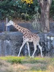 ambaの画像