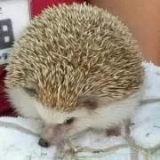 うり坊の画像