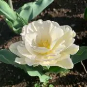 ヤマネコ
