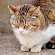 つばさの画像