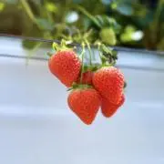 あゆ