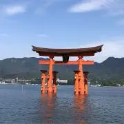 tsuyopon