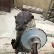 へいの画像