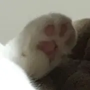 ほっぽ