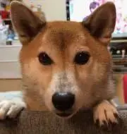 ふじやまの画像
