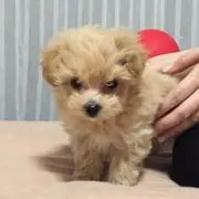 まちぽ