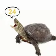 ミッキー幻の画像