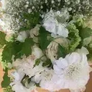 まつの画像