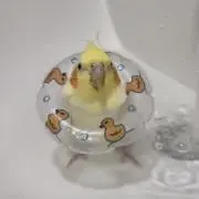 Ryoの画像