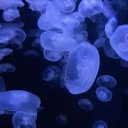 シオの画像