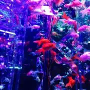 ぴーすけの画像