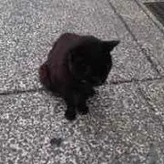 パパりん