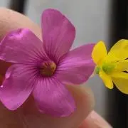 プロフ必読☆ちひろ☆の画像