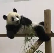 ささの画像