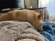 メイゼル