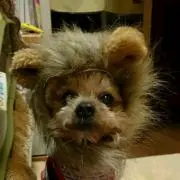 ノンちゃんの画像
