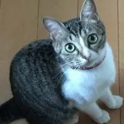 ポン