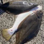 ケイの画像