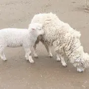 yrnnの画像