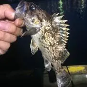 せいの画像