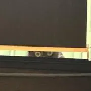 しらす∘ꠋ⢌ᗦ#◃の画像