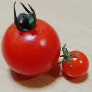 とっとこの画像