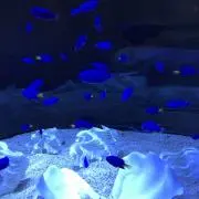 将ちゃん
