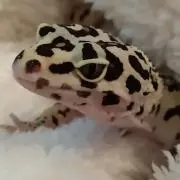 ミキ