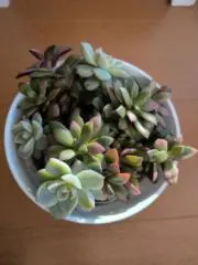 J子の画像
