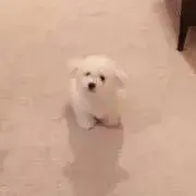 窓