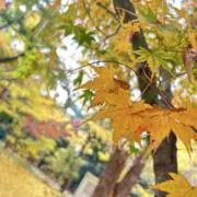 くっちーの画像