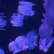 湖