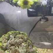 メダカの画像
