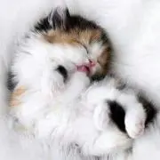ひかる