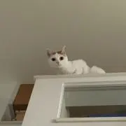 ボロボの画像