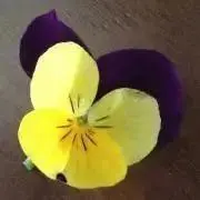 即購入OK_天使ちゃんの画像