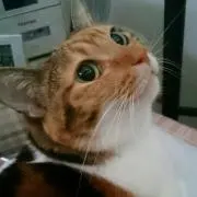 korokoro