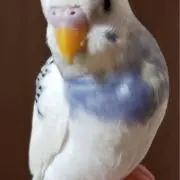 ぴーこの画像