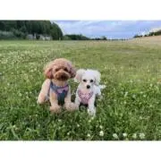 ユウユウの画像