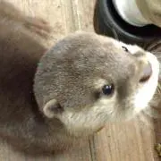 けろよん☆プロフ必読！の画像
