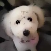 リトグリ