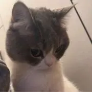 vvの画像