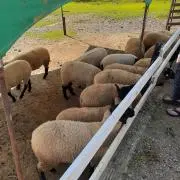 れんかな