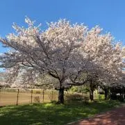 チョコの画像