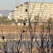 まな