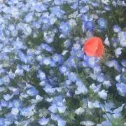 ぽん★セール中ですの画像