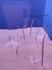 れみママの画像