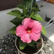 yu_♡の画像