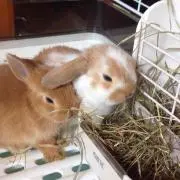 まーしーの画像
