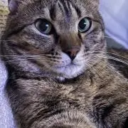 ピコたんの画像